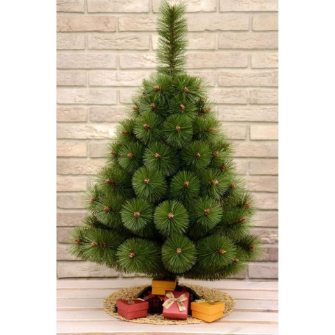 CHOINKA ŻYŁKA KLARA NIEROZCZEPIONA 70CM