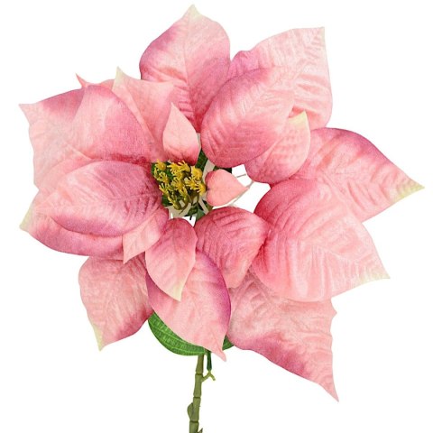 GWIAZDA BETLEJEMSKA 30CM RÓŻOWA