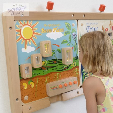 Cykl Życia Rośliny Tablica Edukacyjna Masterkidz Cykl Życia Rośliny Tablica Edukacyjna Masterkidz