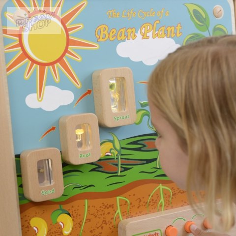 Cykl Życia Rośliny Tablica Edukacyjna Masterkidz Cykl Życia Rośliny Tablica Edukacyjna Masterkidz
