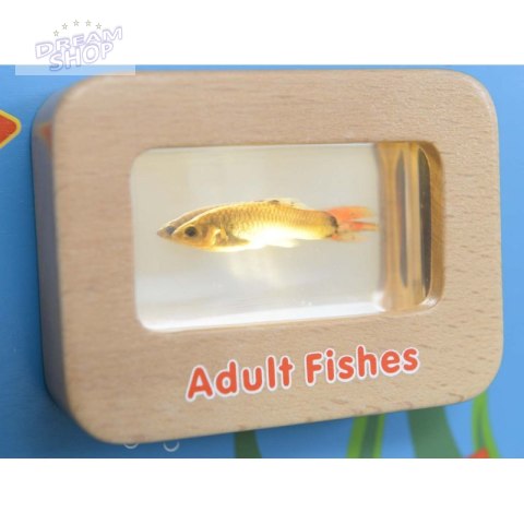 Cykl Życia Ryby Tablica Edukacyjna Masterkidz Podświetlana Cykl Życia Ryby Tablica Edukacyjna Masterkidz Podświetlana