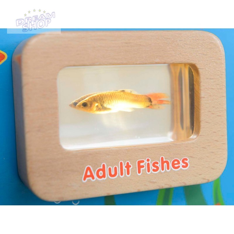 Cykl Życia Ryby Tablica Edukacyjna Masterkidz Podświetlana Cykl Życia Ryby Tablica Edukacyjna Masterkidz Podświetlana