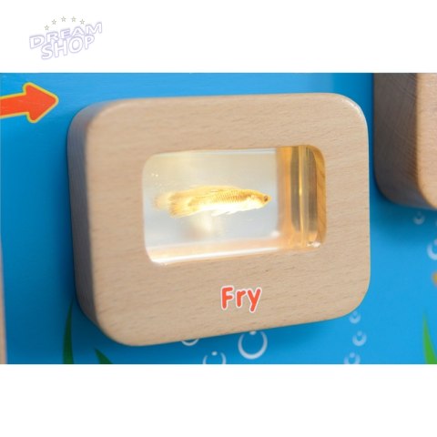 Cykl Życia Ryby Tablica Edukacyjna Masterkidz Podświetlana Cykl Życia Ryby Tablica Edukacyjna Masterkidz Podświetlana