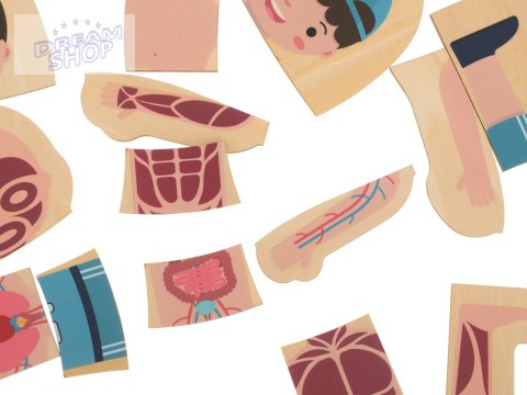 Puzzle drewniane ciało anatomia chłopczyk