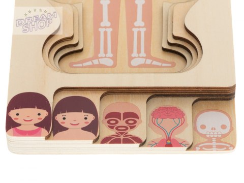 Puzzle drewniane ciało anatomia dziewczynka