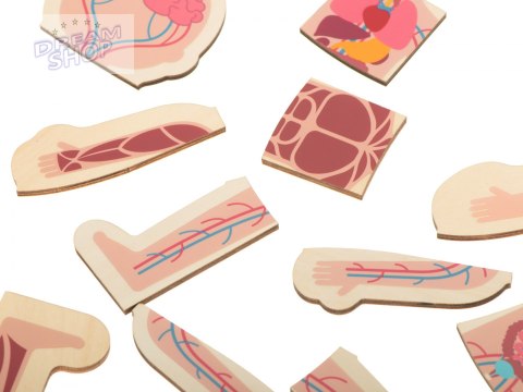 Puzzle drewniane ciało anatomia dziewczynka