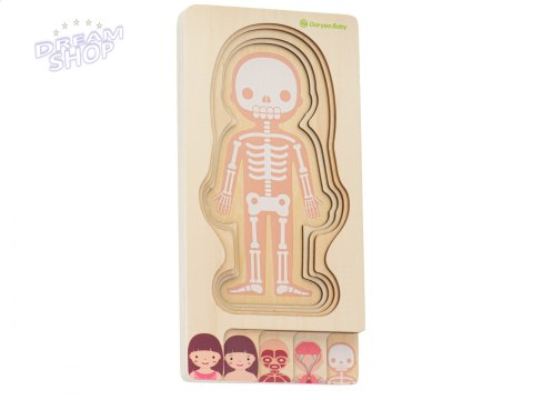 Puzzle drewniane ciało anatomia dziewczynka