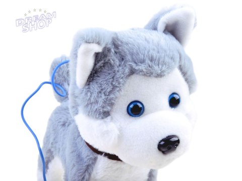 Interaktywny piesek Husky na smyczy szczeka ZA3888 Interaktywny piesek Husky na smyczy szczeka ZA3888
