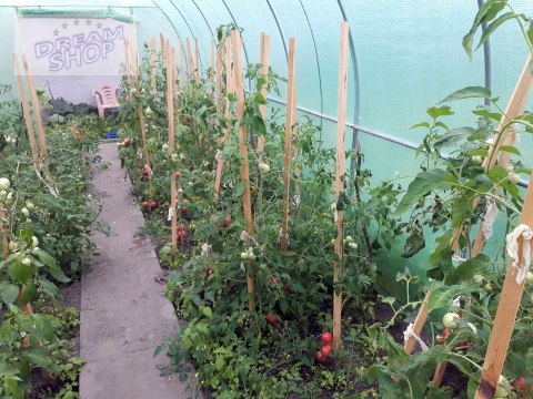 Tunel foliowy - szklarnia ogrodowa AUREA 2x3,5m Tunel foliowy - szklarnia ogrodowa AUREA 2x3,5m