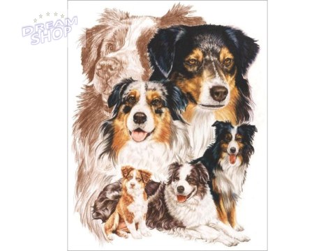 Haft Diamentowy, Obraz, Mozaika Diamentowa Diamond Painting, PIES - OWCZAREK AUSTRALIJSKI 30x40cm Haft Diamentowy, Obraz, Mozaika Diamentowa Diamond Painting, PIES - OWCZAREK AUSTRALIJSKI 30x40cm
