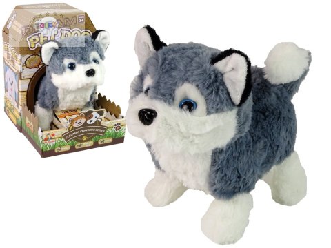 Interaktywna Maskotka Pies Husky Chodzi Porusza Ogonem Dźwięk Interaktywna Maskotka Pies Husky Chodzi Porusza Ogonem Dźwięk