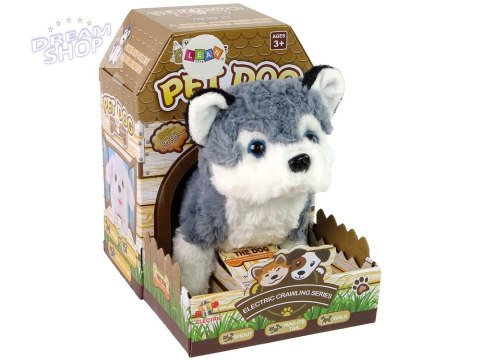 Interaktywna Maskotka Pies Husky Chodzi Porusza Ogonem Dźwięk Interaktywna Maskotka Pies Husky Chodzi Porusza Ogonem Dźwięk