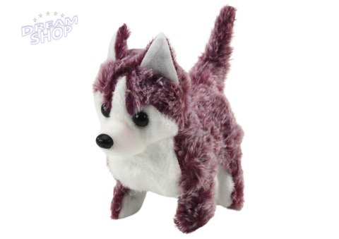 Piesek Husky Chodzący Z Dźwiękiem Macha Ogonkiem 6 Kolorów Piesek Husky Chodzący Z Dźwiękiem Macha Ogonkiem 6 Kolorów