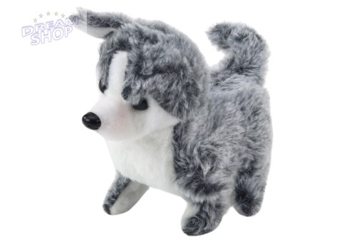 Piesek Husky Chodzący Z Dźwiękiem Macha Ogonkiem 6 Kolorów Piesek Husky Chodzący Z Dźwiękiem Macha Ogonkiem 6 Kolorów