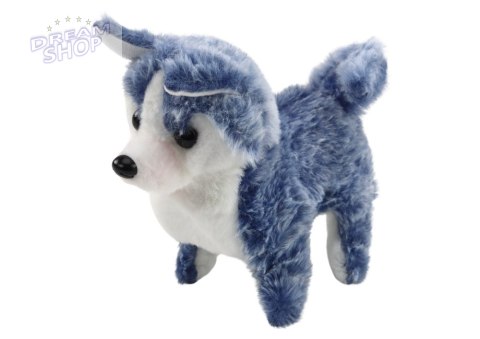 Piesek Husky Chodzący Z Dźwiękiem Macha Ogonkiem 6 Kolorów Piesek Husky Chodzący Z Dźwiękiem Macha Ogonkiem 6 Kolorów