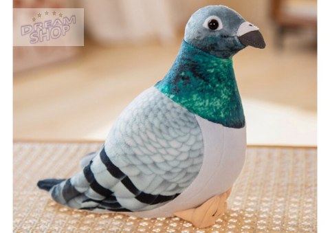 Gołąb pluszowy