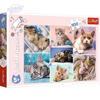 Puzzle - 100 - W kocim świecie - Trefl 16420