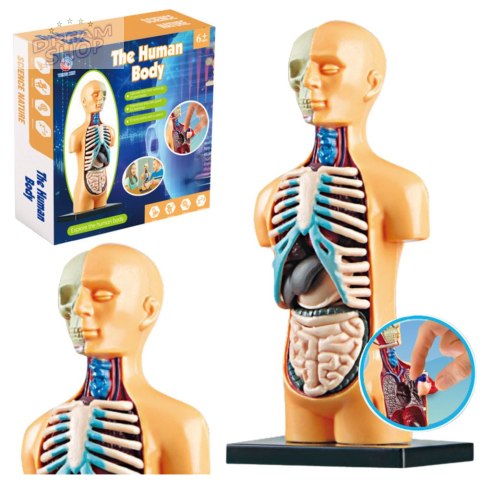 Model Anatomiczny Edukacyjny Ciało Ludzkie Narządy