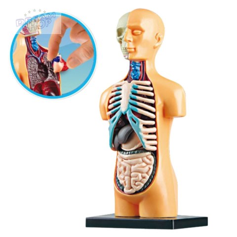 Model Anatomiczny Edukacyjny Ciało Ludzkie Narządy