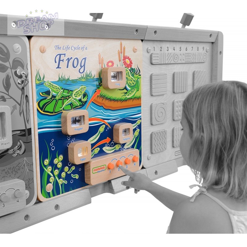 Cykl Życia Żaby Tablica Edukacyjna Masterkidz Cykl Życia Żaby Tablica Edukacyjna Masterkidz