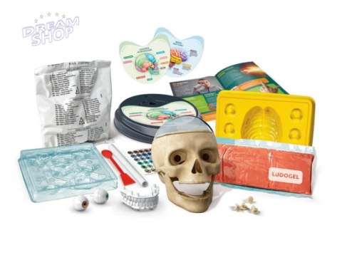 Naukowa Zabawa Zestaw Zwariowana Anatomia Język Polski Clementoni 50697