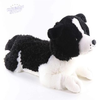 Maskotka pies Border Collie 60cm leżący