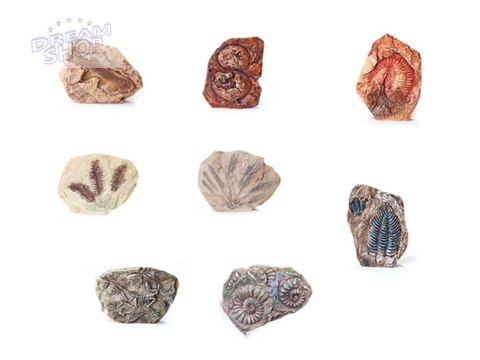 Zestaw archeologiczny Wykop niespodziankę skamieniałe LIŚCIE i KOŚCI ZA5753