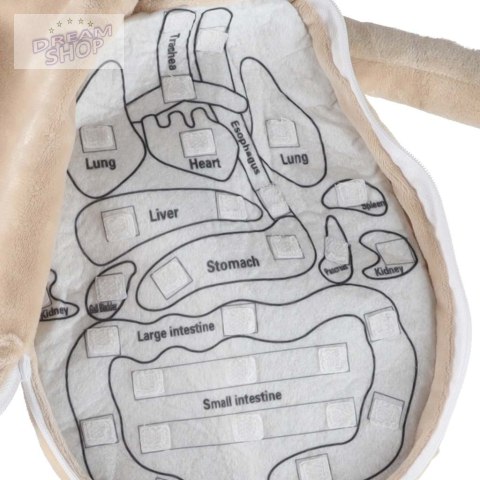 Lalka maskotka nauka anatomii chłopiec