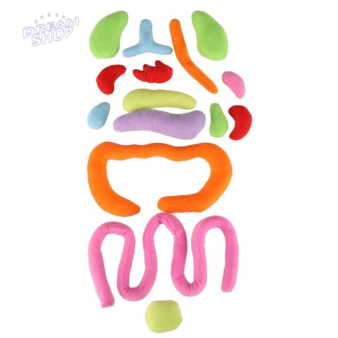 Lalka maskotka nauka anatomii chłopiec