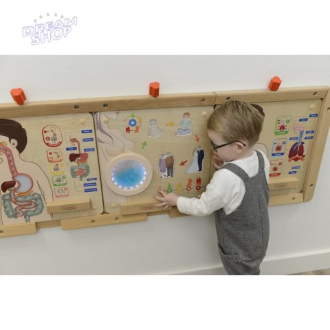 MASTERKIDZ Tablica Edukacyjna Cykl Życia Człowieka MASTERKIDZ Tablica Edukacyjna Cykl Życia Człowieka