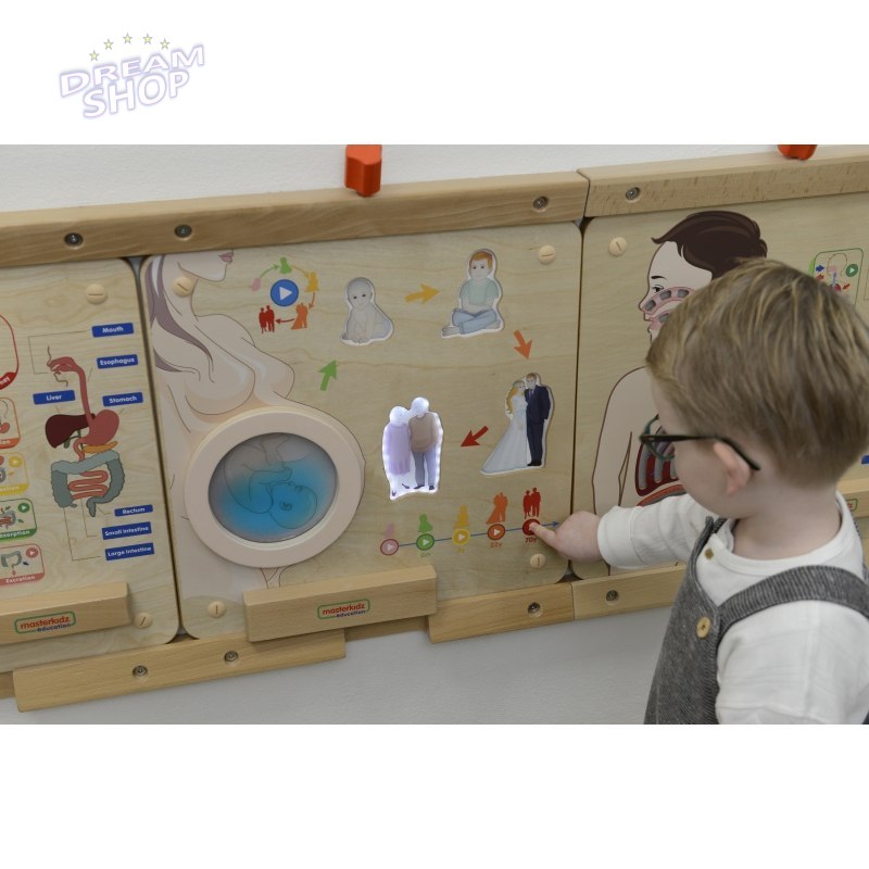 MASTERKIDZ Tablica Edukacyjna Cykl Życia Człowieka MASTERKIDZ Tablica Edukacyjna Cykl Życia Człowieka