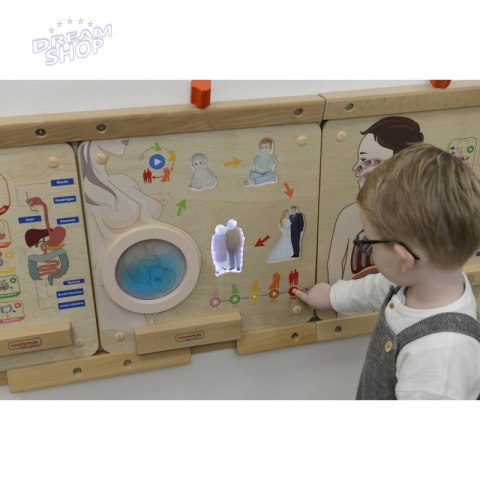 MASTERKIDZ Tablica Edukacyjna Cykl Życia Człowieka MASTERKIDZ Tablica Edukacyjna Cykl Życia Człowieka