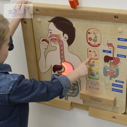 MASTERKIDZ Tablica Edukacyjna Układ Trawienny MASTERKIDZ Tablica Edukacyjna Układ Trawienny