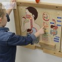 MASTERKIDZ Tablica Edukacyjna Układ Trawienny
