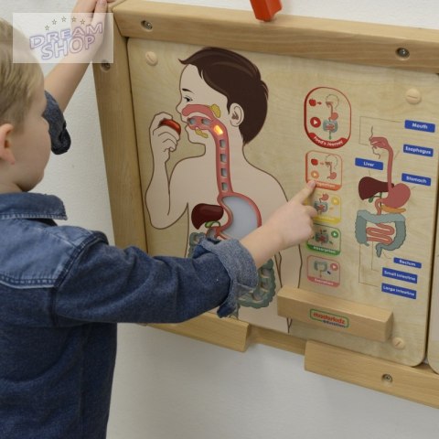 MASTERKIDZ Tablica Edukacyjna Układ Trawienny MASTERKIDZ Tablica Edukacyjna Układ Trawienny